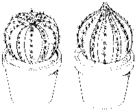 etiolace etiolace.gif, 1 kB
